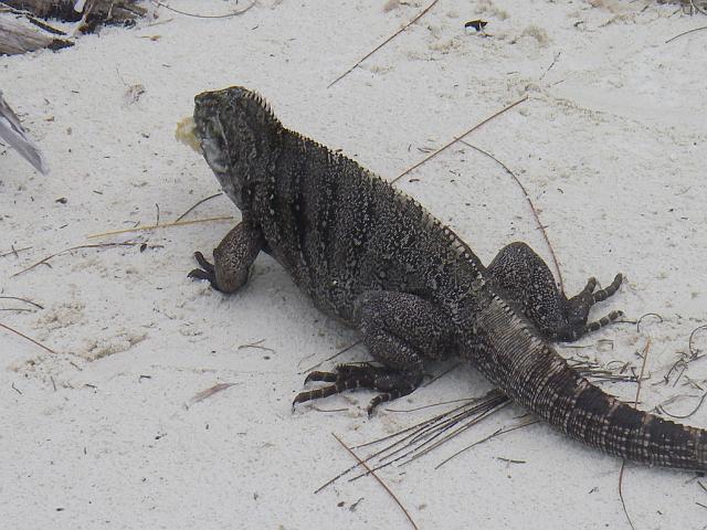 cuba 2008 042.jpg